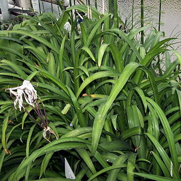 Crinum purpurascens unspecified picture