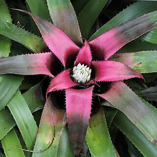 Neoregelia pendula unspecified picture