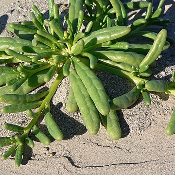 Cistanthe ambigua unspecified picture