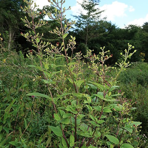 Scrophularia kakudensis unspecified picture