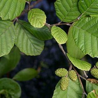 Alnus incana subsp. rugosa unspecified picture