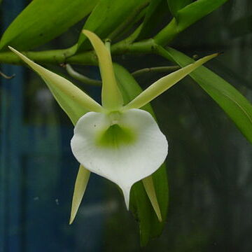 Angraecum infundibulare unspecified picture