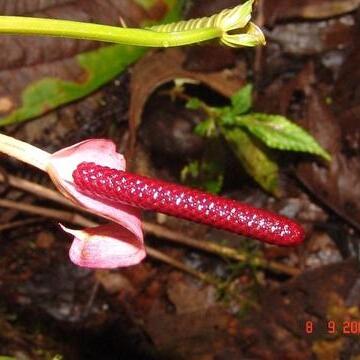 Anthurium alluriquinense unspecified picture