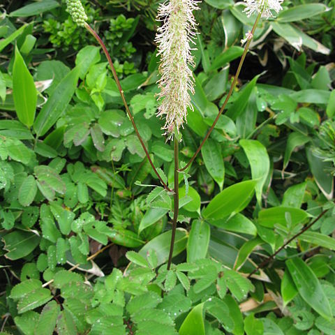 Sanguisorba stipulata unspecified picture