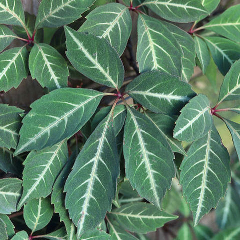 Parthenocissus henryana unspecified picture