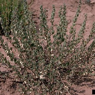 Scutellaria multiglandulosa unspecified picture