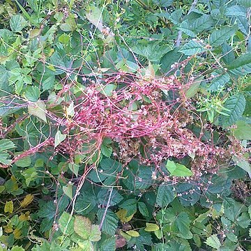 Cuscuta gronovii unspecified picture