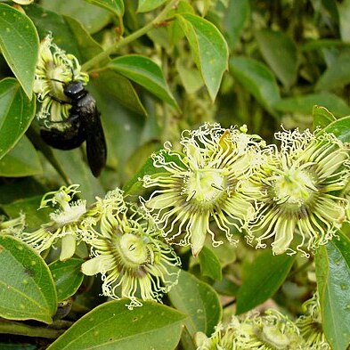 Passiflora auriculata unspecified picture