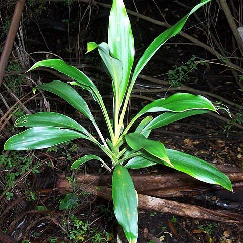 Cordyline rubra unspecified picture