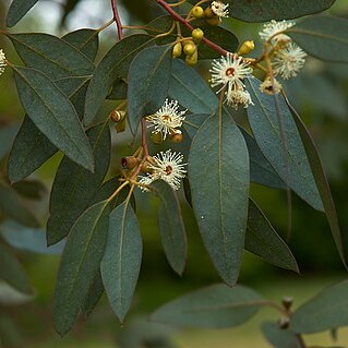 Eucalyptus gunnii unspecified picture