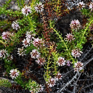 Andersonia involucrata unspecified picture