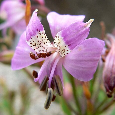 Alstroemeria revoluta unspecified picture