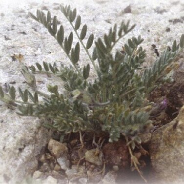 Astragalus molybdenus unspecified picture