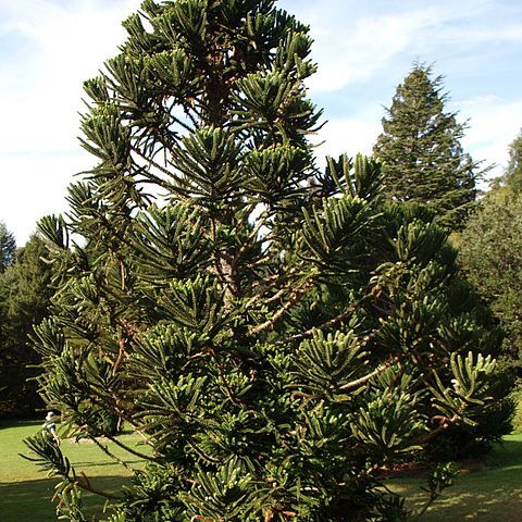 Araucaria humboldtensis unspecified picture