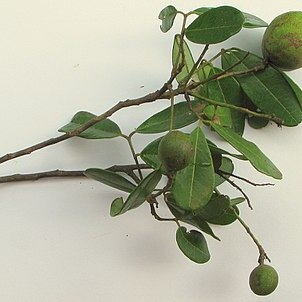 Andira marauensis unspecified picture