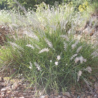 Pennisetum orientale unspecified picture