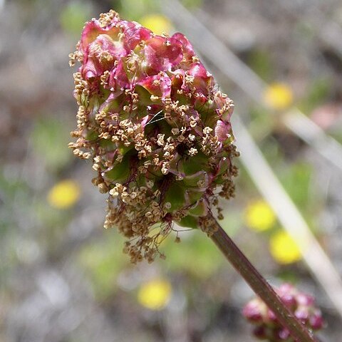 Sanguisorba megacarpa unspecified picture