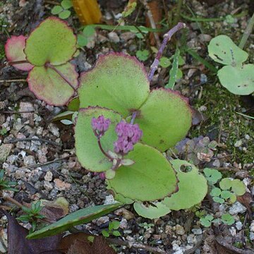 Hylotelephium ussuriense unspecified picture