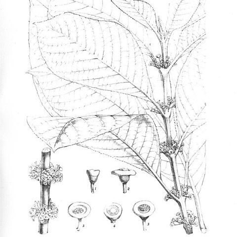 Siparunaceae unspecified picture