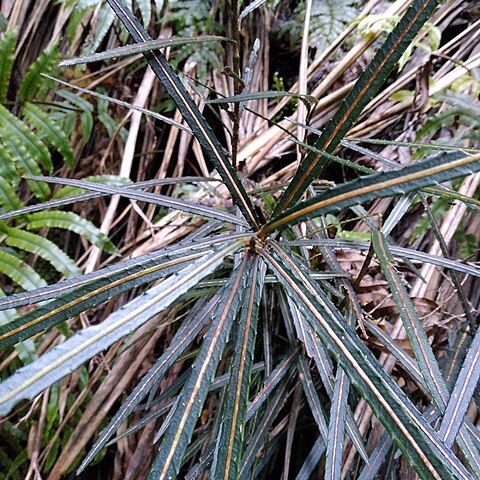 Pseudopanax linearis unspecified picture