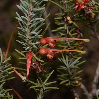 Grevillea disjuncta unspecified picture