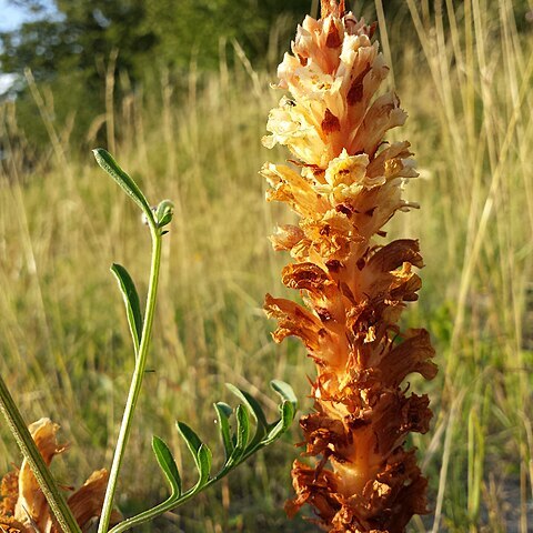 Orobanche kochii unspecified picture