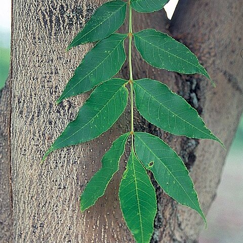 Fraxinus mandshurica unspecified picture