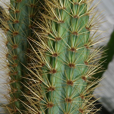 Cereus insularis unspecified picture