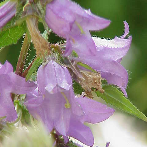 Campanula grossekii unspecified picture