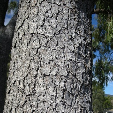 Corymbia clarksoniana unspecified picture