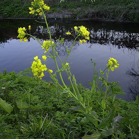 Brassica unspecified picture