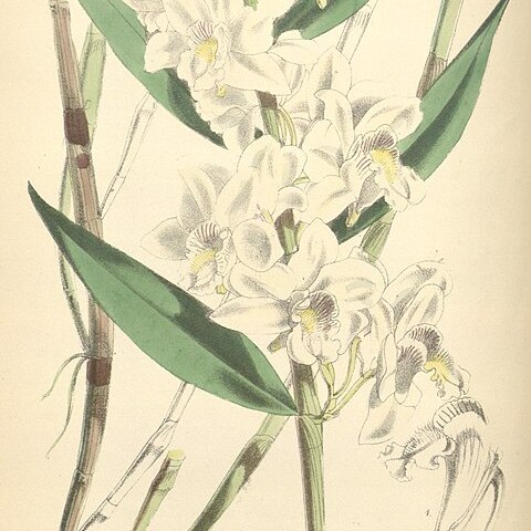 Dendrobium lasioglossum unspecified picture