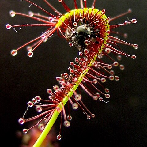 Drosera capensis unspecified picture