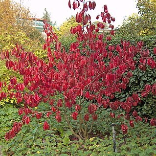 Euonymus grandiflorus unspecified picture