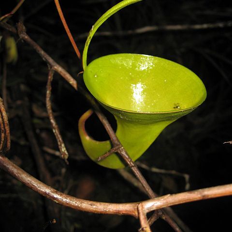 Nepenthes inermis unspecified picture