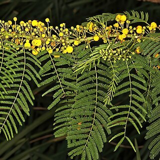 Vachellia davyi unspecified picture