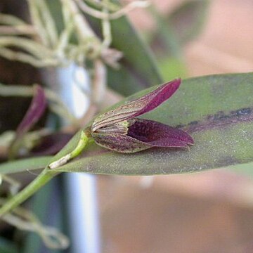 Acianthera translucida unspecified picture