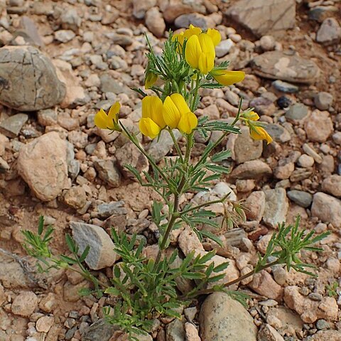 Ononis polysperma unspecified picture