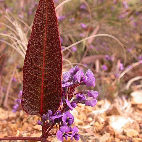 Hardenbergia perbrevidens unspecified picture