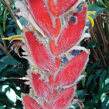 Heliconia danielsiana unspecified picture