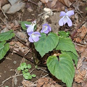 Viola vaginata unspecified picture