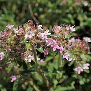 Thymus plasonii unspecified picture