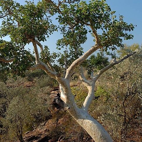 Ficus tettensis unspecified picture