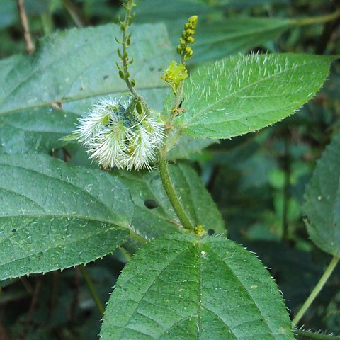 Tragia involucrata unspecified picture