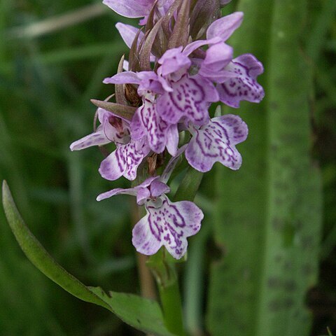 Dactylorhiza baltica unspecified picture