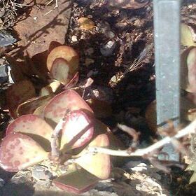 Adromischus roaneanus unspecified picture