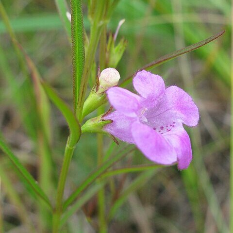 Agalinis paupercula unspecified picture