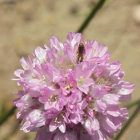 Armeria canescens unspecified picture