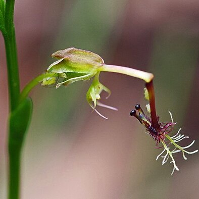 Arthrochilus huntianus unspecified picture