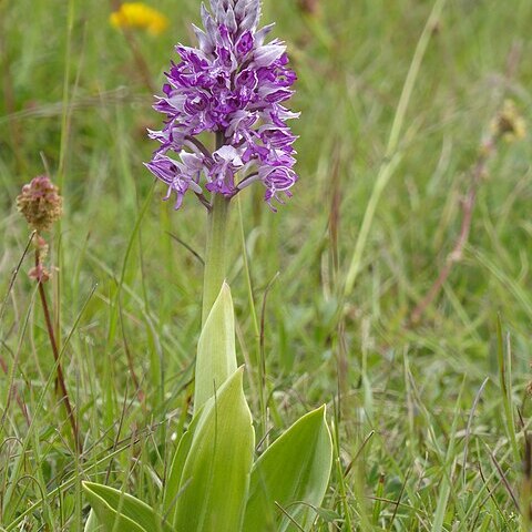 Orchis militaris subsp. militaris unspecified picture